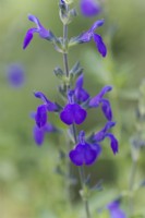 Salvia Blue Note