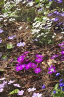 Hepatica nobilis Rosea, Hepatica japonica forma magna on early spring border in woodland garden. April