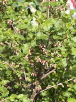 Ribes x nidigrolaria, spring April