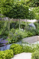 Carpinus betulus pleached in raised beds of modern garden