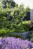 Grey painted raised bed with apple tree and Nepeta x faassenii 'Kit Cat' in modern garden 