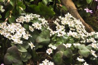 Hepatica japonica f. magna media - Ashwood, April