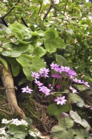 Hepatica maxima, Hepatica japonica in early spring border in woodland garden. April