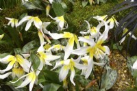 Early blooming Erythronium multiscapideum Cliftonii Group. February