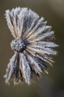 Frosted Echinops ritro - small globe thistle dried seedhead in winter
