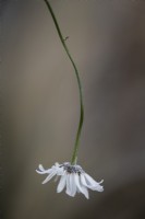 Frosted Leucanthemum vulgare - Ox-eye daisy flower