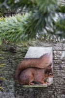 Red squirrel - Sciurus vulgaris sitting on a feeder