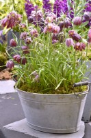 Fritillaria meleagris in an old metal container with moss.  April