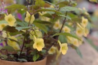 Achimenes Yellow Beauty - Hot water plant in clay pots