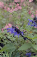 Salvia Blue Suede Shoes with Salvia Salmon Dance