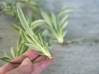 Chlorophytum Variegatum propagation - hand holding plantlet ready to put in water