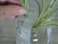 Chlorophytum Variegatum propagation - placing plantlets into jar of water supported by tape across the top