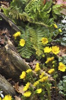 Early spring woodland border with Dryopteris wallichiana, Adonis amurensis . March