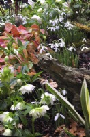 Early spring woodland border with Galanthus 'Silverwells', Epimedium perralchicum Frohnleiten, Helleborus . March