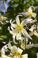 Erythronium 'White Beauty'. April
