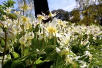 Erythronium 'White Beauty'. April