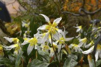 Early flowering Erythronium multiscapideum Cliftonii Group. February