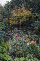 Prunus 'Kursar' behind an overflowing cottage garden border with Dahlias underplanted