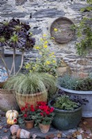 Autumn containers in a cottage garden, with Carex comans 'Frosted Curls', red cyclamen, Athyrium niponicum var. pictum, Heuchera 'Obsidian' and Aeonium