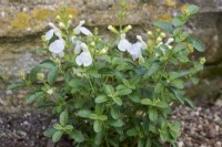 Salvia greggii Mirage White 'Balmirwite' Mirage Series