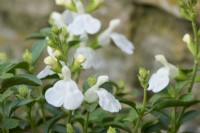 Salvia greggii Mirage White 'Balmirwite' Mirage Series