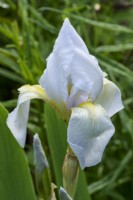 Iris 'Florentina' syn Iris filifolia 'Florentina', Iris 'Florentina Alba' - Florentine iris