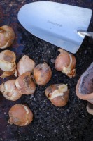 Planting tulip bulbs in later autumn or winter
