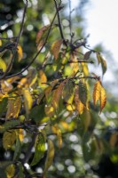 Autumnal leaves of Prunus 'Kursar'