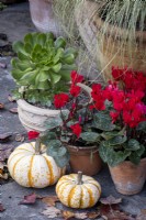 Autumn containers in a cottage garden, with Carex comans 'Frosted Curls', red cyclamen, and ornamental squashes