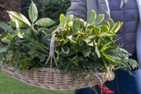 Collecting foliage in winter for a christmas wreath