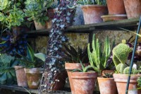 Succulents and cacti in terracotta pots on shelves at Bourton House Garden, Gloucestershire