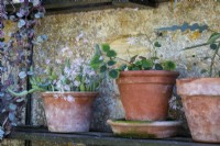 Kleinia and Thalictrum ichangense displayed in terracota pots on a shelf at Bourton House Garden, Gloucestershire