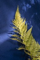 Dryopteris erythrosora - Japanese Shield Fern against a blue painted rendered wall
