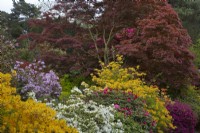 Azaleas and Rhododendrons - Stody Lodge Gardens, Norfolk