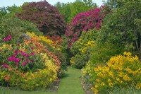 Azaleas and Rhododendrons - Stody Lodge Gardens, Norfolk