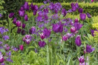 A pink and purple blend of honesty and tulips: 'Ballade', 'Burgundy' and 'Pink Star'.