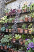 A wall display of succulents, cacti and foliage plants in terracotta pots.