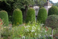 An annual wild flower meadow with clipped Prunus lusitanica and Taxus baccata at Bourton House Garden, Gloucestershire.
