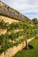Espaliered apple trees against a stone wall at Bourton House Garden, Gloucestershire.