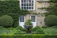 Clipped box hedges interplanted with heliotrope in the Fountain Garden at Bourton House Garden, Gloucestershire.