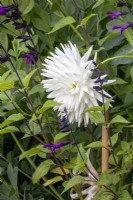 A white and purple combination with Dahlia 'Tutu' and Salvia 'Amistad'.
