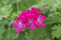 Pelargonium 'Mrs Kingsbury', a unique pelargonium with rich pink flowers feathered in purple.