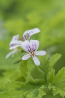 Pelargonium 'Charity, a scented-leaved pelargonium with dainty white flowers, veined purple, and light green, deeply cut aromatic leaves.