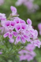 Pelargonium 'Lara Jester', a scented-leaved Pelargonium with full flowerheads of rich pink blooms with darker markings, and rose-scented foliage.