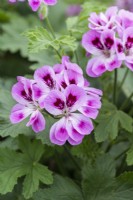Pelargonium 'Orsett', a scented-leaved Pelargonium with clusters of mauve flowers with darker blotches, and foliage with a peppery citrus aroma.