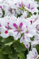 Pelargonium 'Arnside Fringed Aztec', a compact regal pelargonium with striking white flowers with serrated petals, and carmine veining and blotches down the centre.