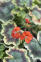 Pelargonium 'Skies of Italy', a coloured-leaved pelargonium with small bright orange flowers above green and brown marked leaves, edged in gold.