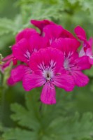 Pelargonium 'Mrs Kingsbury', a unique pelargonium with rich pink flowers feathered in purple.