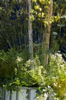 A repurposed container with planting of Betula pendula, Molinia caerulea subsp 'Heidebraut', Carex testacea 'Praire Fire', Astrantia major 'Star of Billion', Hedera helix and ferns 
