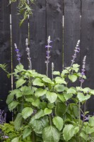 Salvia growing against a black painted wooden fence